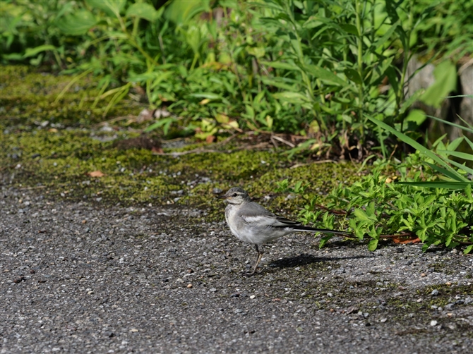 nNZLC,White Wagtail