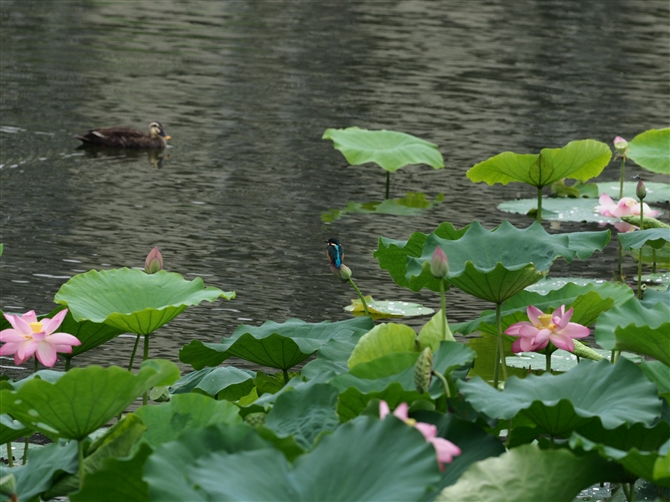 JZ~,Common Kingfisher