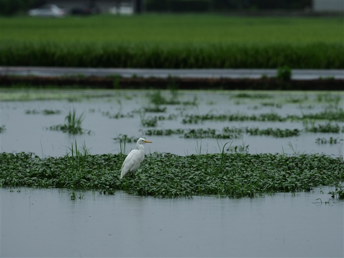 `ETM,Intermediate Egret