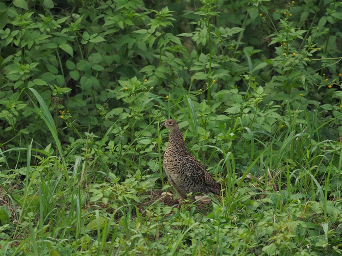 LW,Common Pheasant