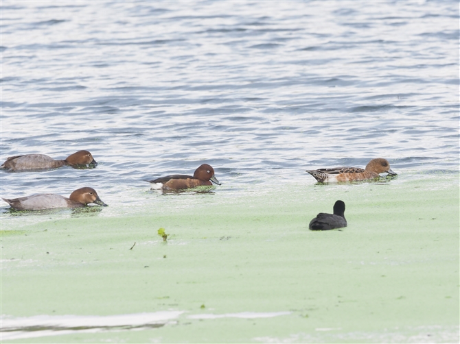 WK,Ferruginous Duck