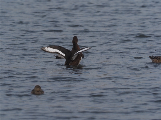 WK,Ferruginous Duck