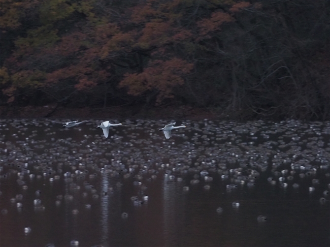 RnN`E,Tundra Swan