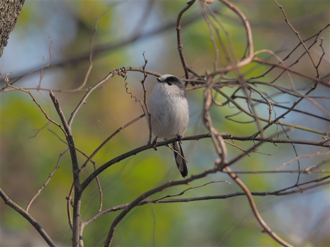 <%GiK,Long-tailed Tit,%>