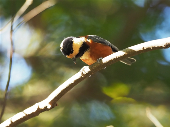 }K,Varied Tit