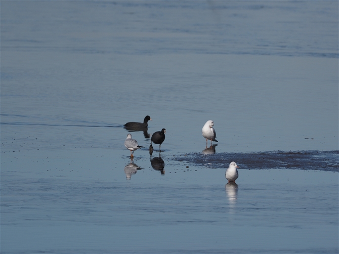 <%IIo.Eurasian Coot,%>