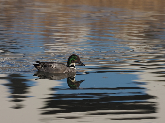 VK,Falcated Duck