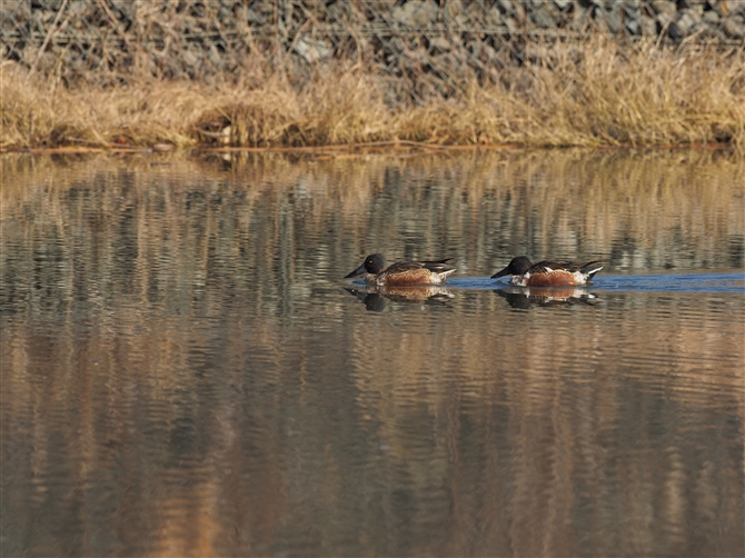 nVrK,Northern Shoveler