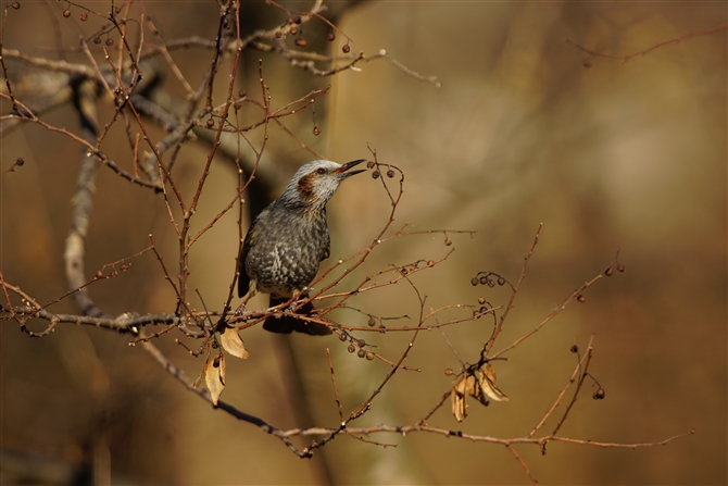 qh,Brown-eared Bulbul