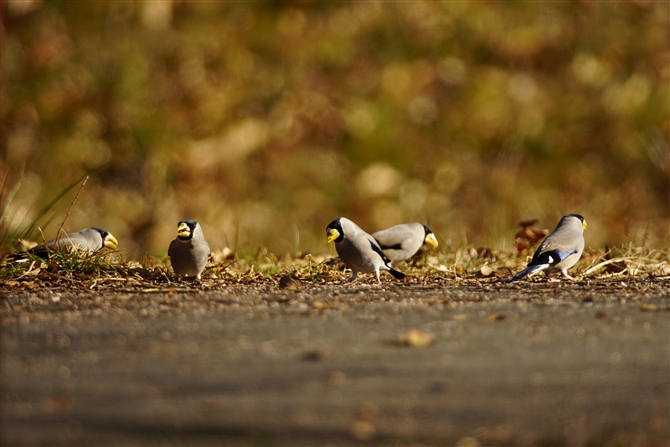 CJ,Japanese Grosbeak