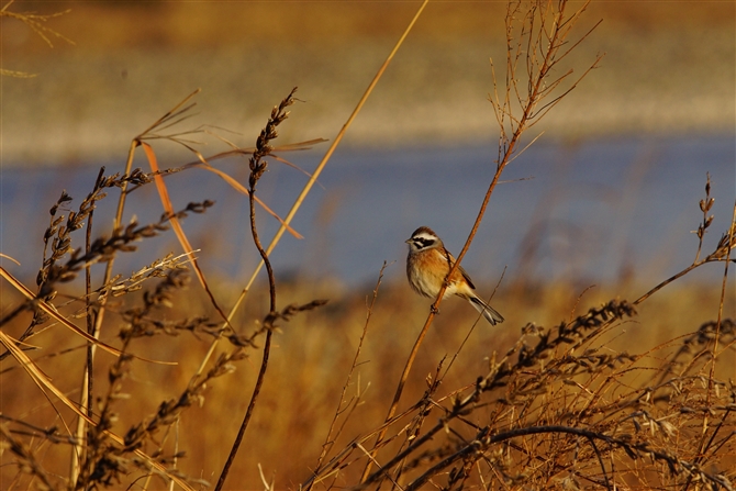 zEW,Meadow Bunting