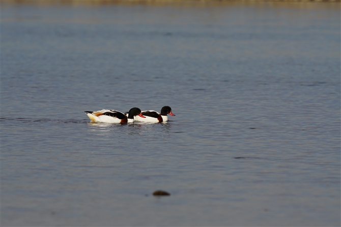 cNVK,Common Shelduck