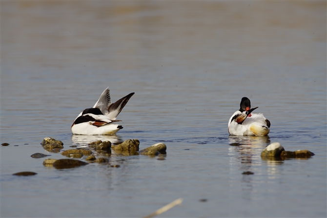 cNVK,Common Shelduck