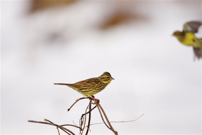 AIW,Black-faced Bunting