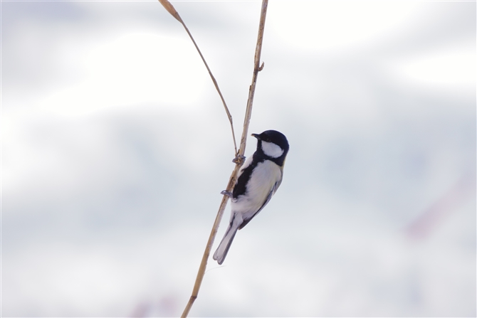 VWEJ,Japanese Tit