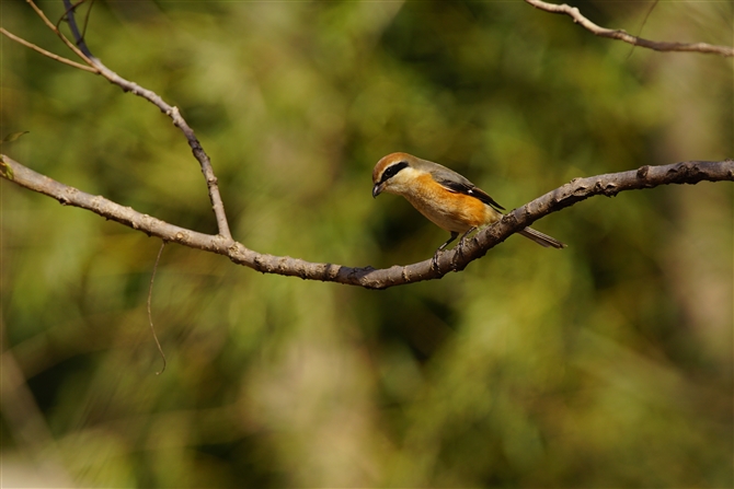 Y,Bull-headed Shrike