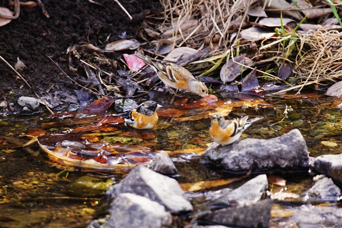 Ag,Brambling