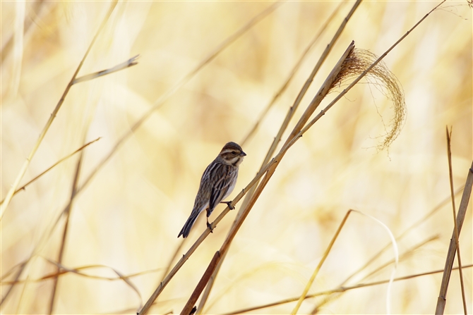 IIW,Common Reed Bunting