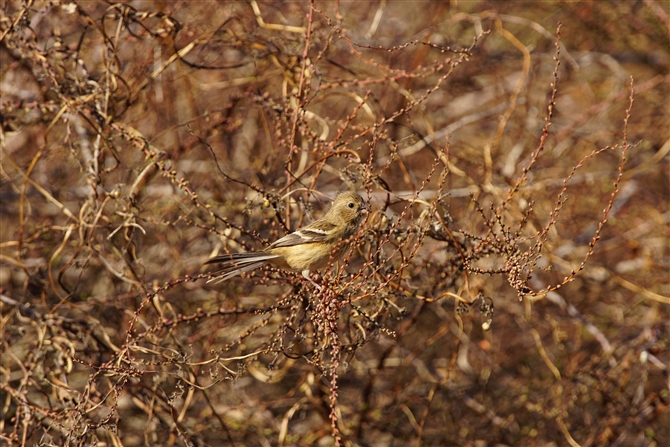 xj}VR,Long-tailed Rosefinch