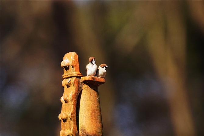 XY,Eurasian Tree Sparrow