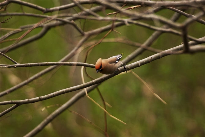 LWN,Bohemian Waxwing