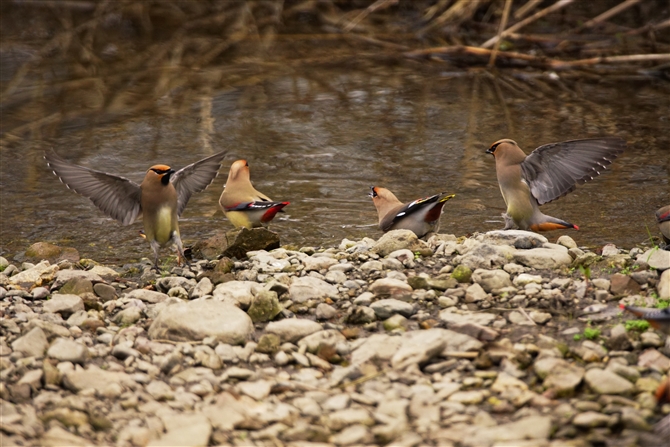 qWN,Japanese Waxwing