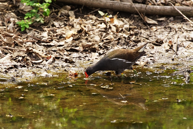 o,Common Moorhen