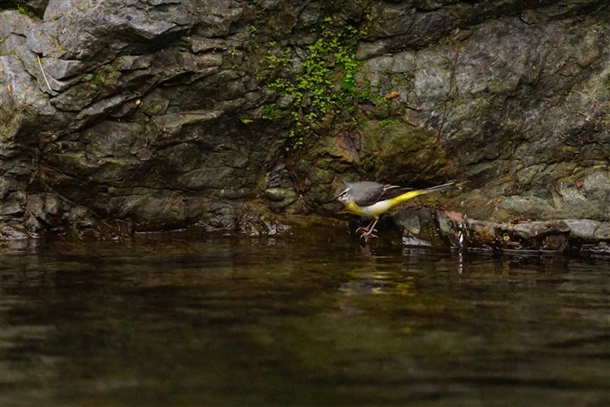 LZLC,Grey Wagtail