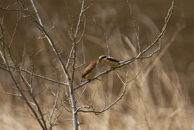 Y,Bull-headed Shrike