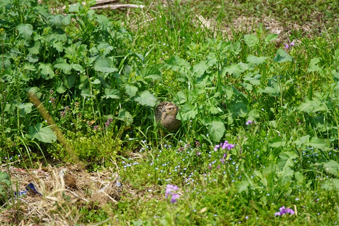 LW,Common Pheasant