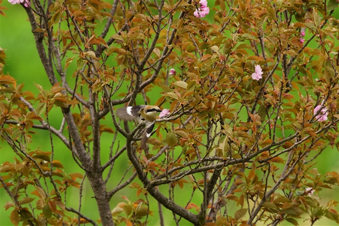 Y,Bull-headed Shrike