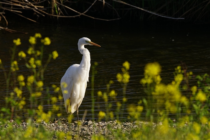 II_CTM,Great Egret