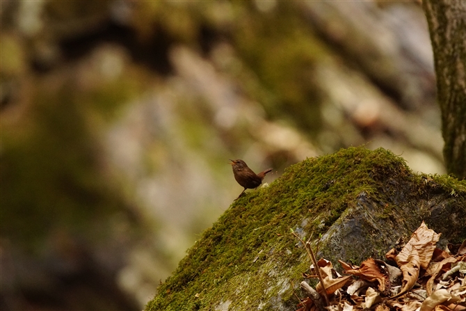 ~\TUC,Winter Wren