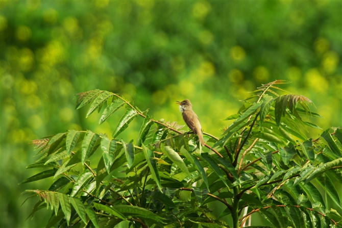 IIVL,Oriental Reed Warbler