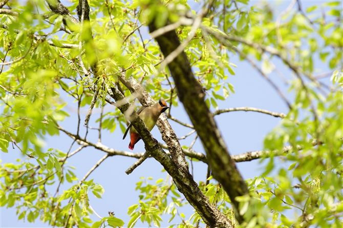 qWN,Japanese Waxwing