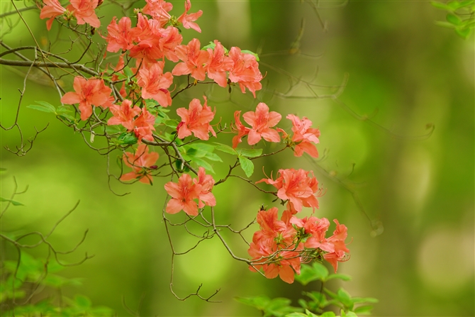 ~coccW,Rhododendron dilatatum