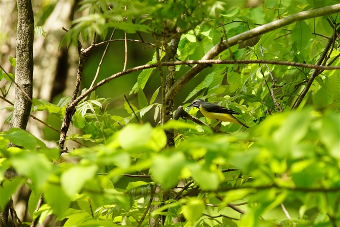 LZLC,Grey Wagtail