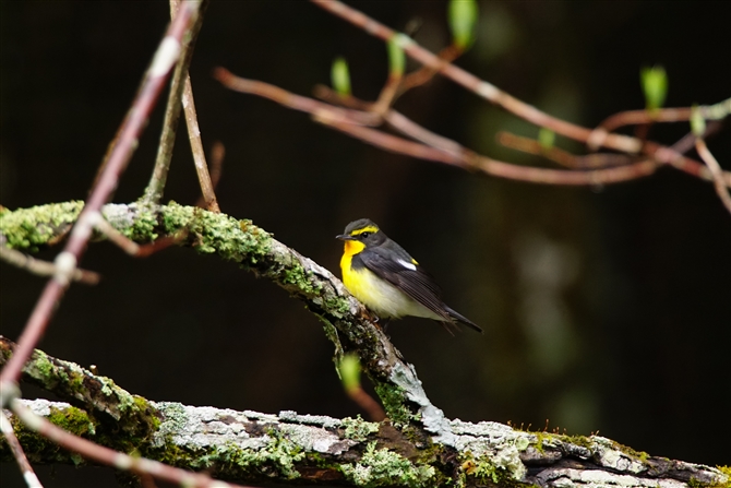 Lr^L,Narcissus Flycatcher