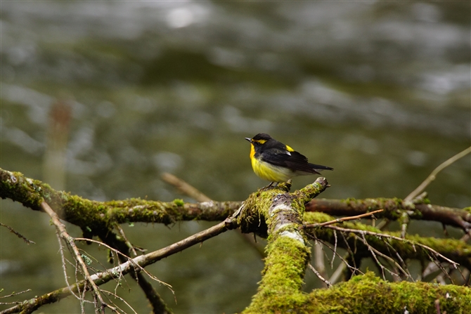 Lr^L,Narcissus Flycatcher