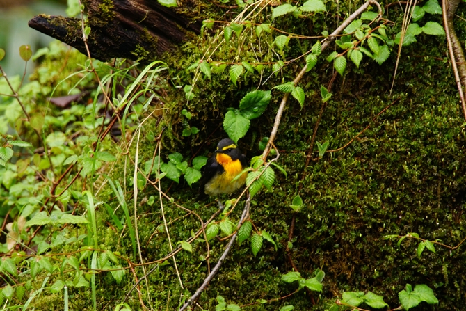 Lr^L,Narcissus Flycatcher