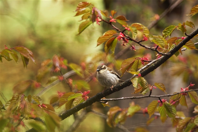 jEiCXY,Russet Sparrow