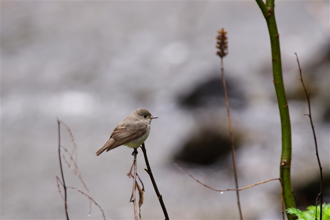 RTr^L,Asian Brown Flycatcher