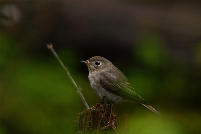 RTr^L,Asian Brown Flycatcher