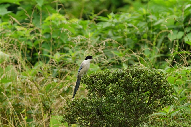 IiK,Azure-winged Magpie