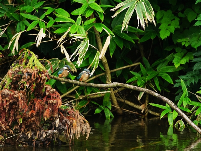 JZ~,Common Kingfisher