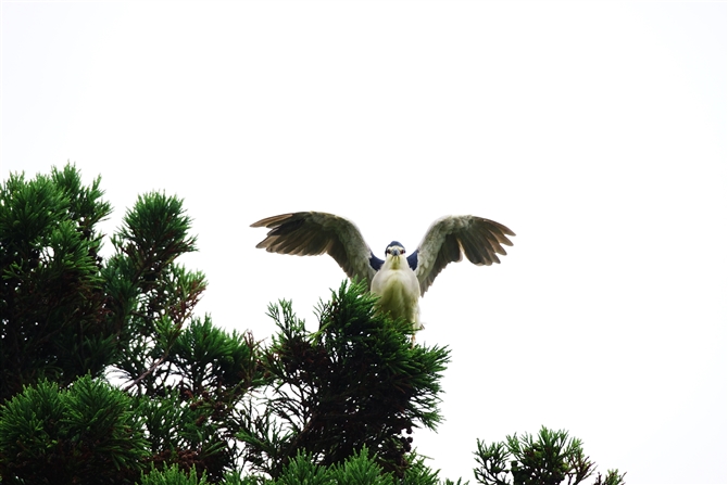 SCTM,Black-crowned Night Heron