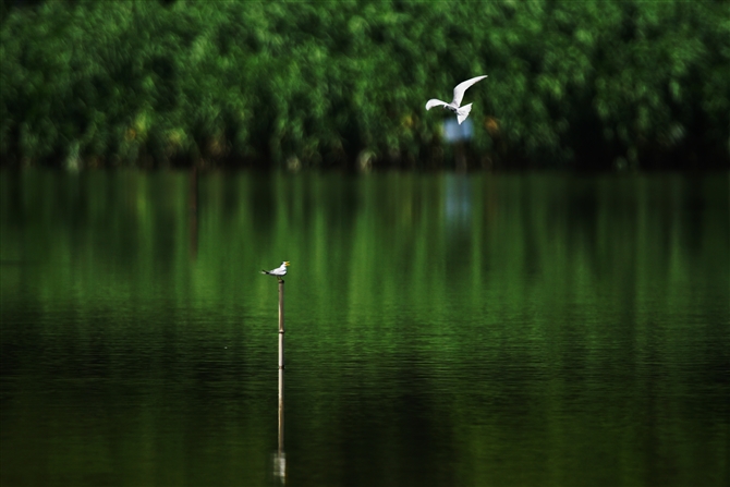 NnAWTV,Whiskered Tern