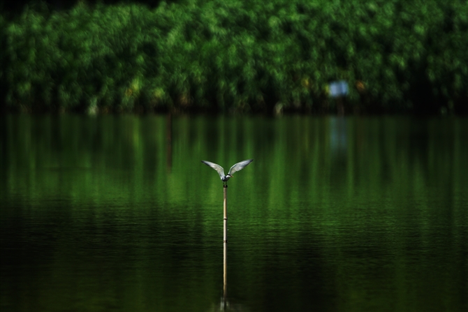 NnAWTV,Whiskered Tern