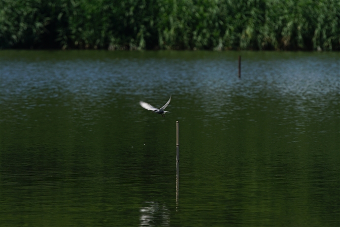 NnAWTV,Whiskered Tern