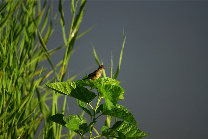 zEW,Meadow Bunting